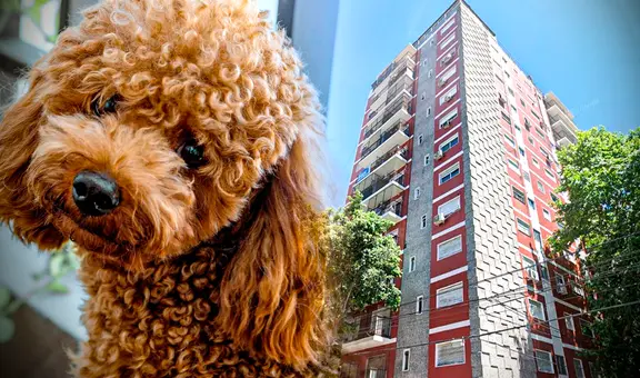 La insólita historia del perrito que cayó del piso 13 y provocó 3 muertes en Caballito