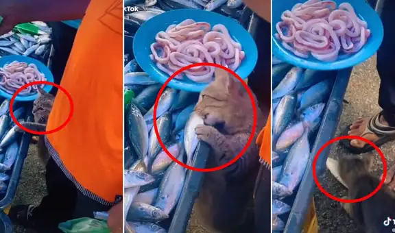 Gatito aprovecha descuido de comerciante y le logra robar un pescado en segundos