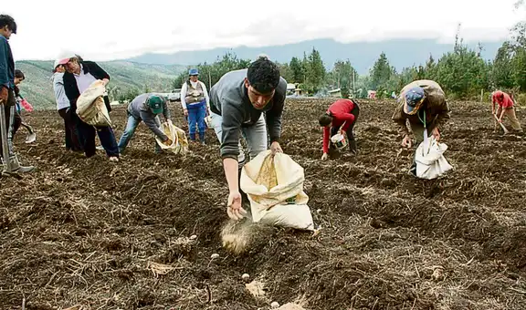 Agricultores necesitarían 600.000 toneladas de urea