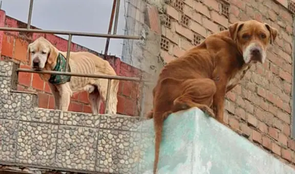 ¿Dejas a tu perro en el techo? Estos son los 5 riesgos a los que se expone