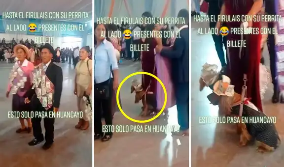 Perros asisten a boda huancaína y llevan dinero en su traje como regalo para los recién casados