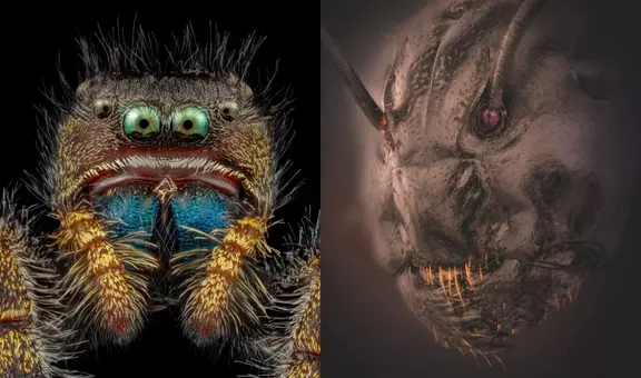 ¿Cómo lucen los rostros de los insectos? Revelan ‘temibles’ fotografías microscópicas