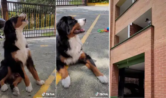 Perro se entristece al ver que su mejor amigo se quedó dormido y no salió a jugar con él