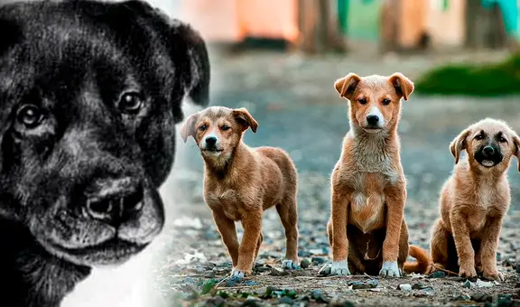 La historia de Cholito, el perrito que inspiró una ley contra el maltrato animal en Chile