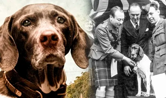 Judy, la perrita heroína que salvó a cientos de soldados durante la Segunda Guerra Mundial