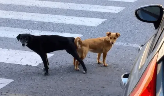 ¿Por qué no se debería separar a los perros que se quedan ‘pegados’ después de aparearse?