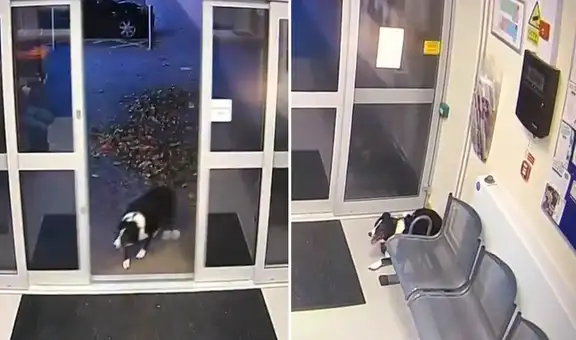 Perrita perdida llega a comisaría para ‘pedir ayuda’ a policías y encontrar a su familia