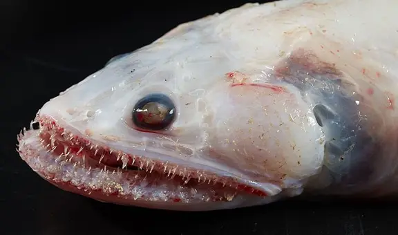 Descubren extraños animales marinos nunca vistos en lo profundo del océano Índico