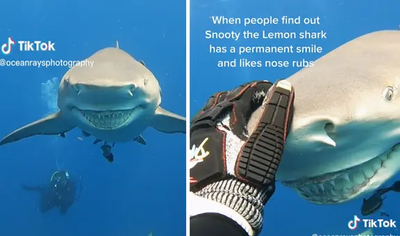 Tiburón sonriente es captado en video viral por instructora de buceo