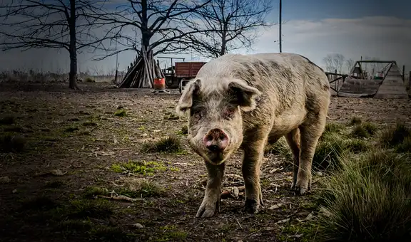 Un cerdo mató a un carnicero de 61 años cuando este lo iba a sacrificar
