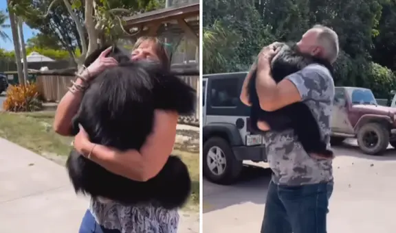 Chimpancé se reencuentra con las personas que lo cuidaron de bebé y tiene tierna reacción