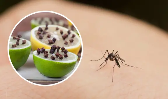 ¿Cómo eliminar los mosquitos de la casa sin usar insecticidas?: 3 efectivos trucos caseros