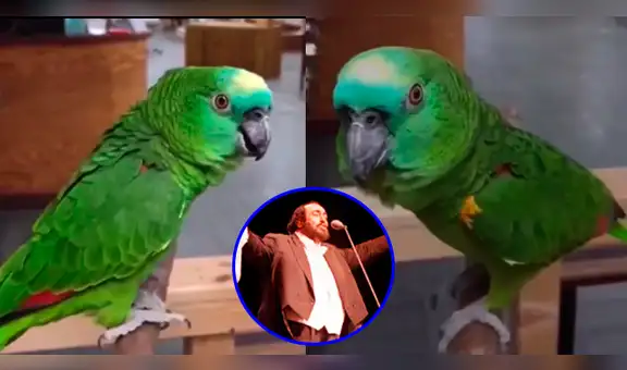 ¿Luciano LOROtti?: ave sorprende en las redes sociales por su talento vocal