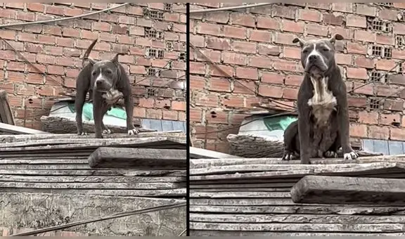 Comas: vecinos piden ayuda para rescatar a perrita que vive encerrada