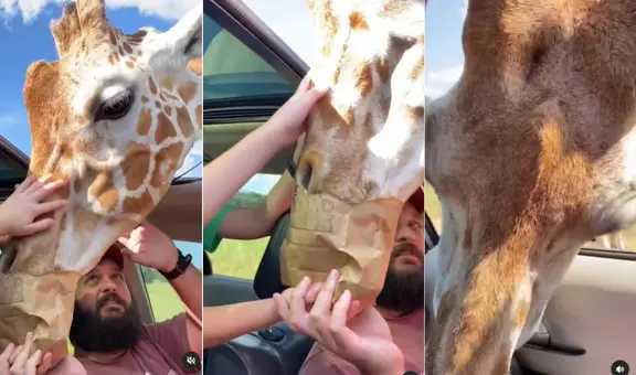 Familia realiza safari y regala comida a jirafa, pero los demás animales llegan para ‘quitársela’