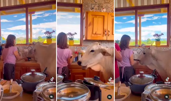 Vaca ingresa a la cocina de una familia y se come todo lo que encuentra a su paso