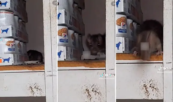 Mujer intenta acariciar una rata escondida en almacén, pero esta no reacciona como lo esperaba