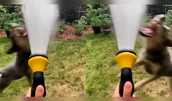 Perrito se hace viral por querer morder el agua: "Yo queriendo atrapar estabilidad emocional"