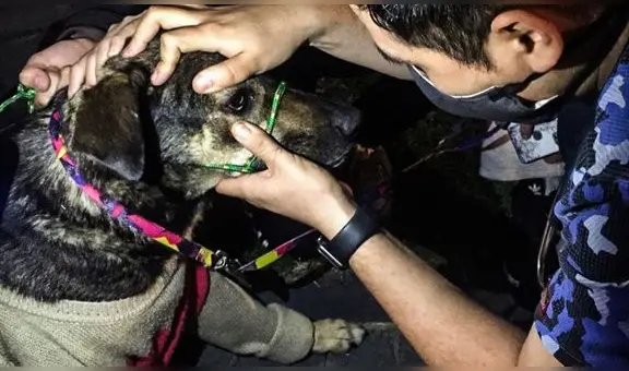 ¿Cómo afectan las bombas lacrimógenas a los animales en las calles? Así puedes ayudarlos