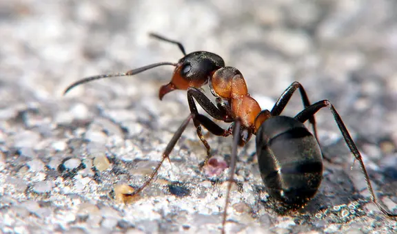 Las hormigas pueden ser entrenadas para detectar el cáncer con su olfato, según estudio
