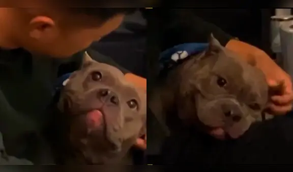 Tierno pitbull demuestra su felicidad al compartir momentos con su dueño: "Eso es amor"