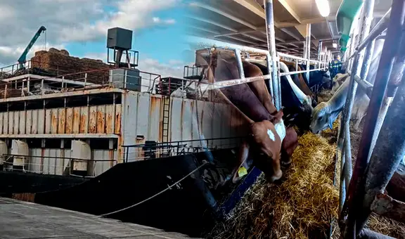 Incautan 4,5 toneladas de cocaína ocultas en barco que transportaba 1.750 vacas desde Colombia