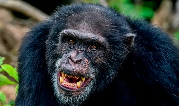 Frodo, el chimpancé que raptó a una niña de un año, la asesinó y se la comió