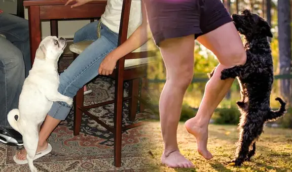 ¿Por qué mi perro se monta en mi pierna? No siempre es por motivos sexuales