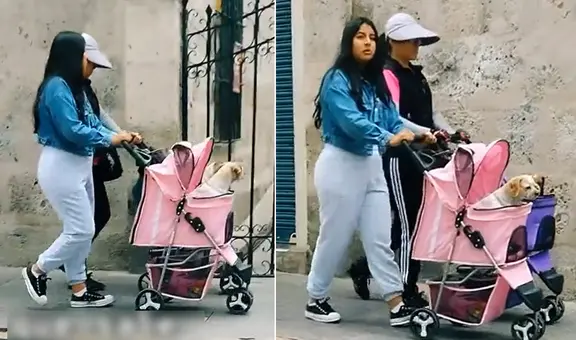 Pasearon a sus perritos en coches y video se hace viral: “Se merecen eso y más”