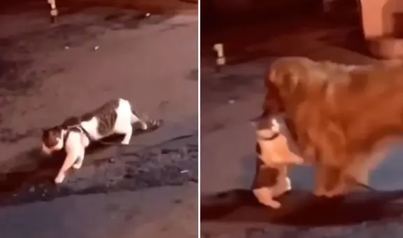 Gato iba a enfrentarse en la calle, pero su amigo canino se lo llevó para evitar la pelea