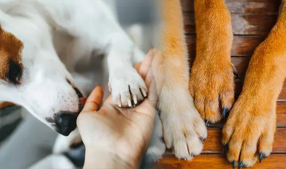 ¿Por qué las patas de tu perro tienen un olor particular y cuándo debes preocuparte?