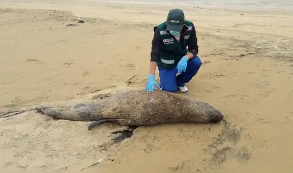¿Has visto un lobo marino varado en la playa? Esto debes hacer si encuentras uno