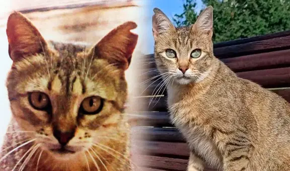 ¿Por qué algunos gatos callejeros tienen las orejas cortadas?