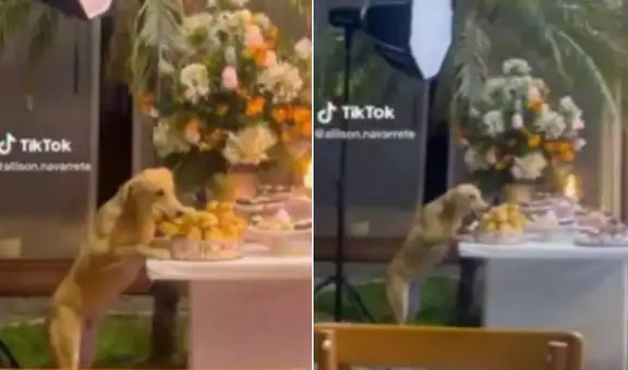 Perrito se ‘roba’ los bocaditos de una fiesta mientras todos están bailando