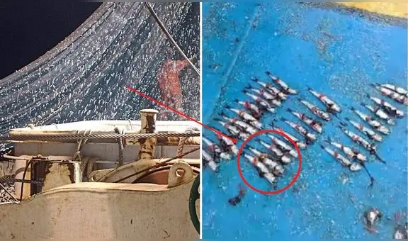 ¡Anchovetas en peligro! Exigen al Ministerio de Producción que cierre la temporada de pesca
