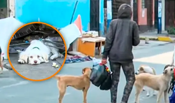 Rímac: denuncian a recicladora que tomó vereda para vivir con sus 16 perritos