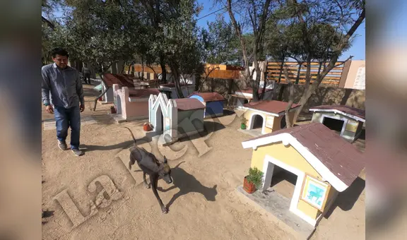 Lambayeque: ¿sabías que existe un cementerio de perros peruanos sin pelo?
