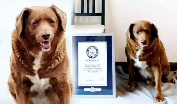 Bobi, el perro de 30 años que ha ganado el récord Guinness al can más longevo de la historia