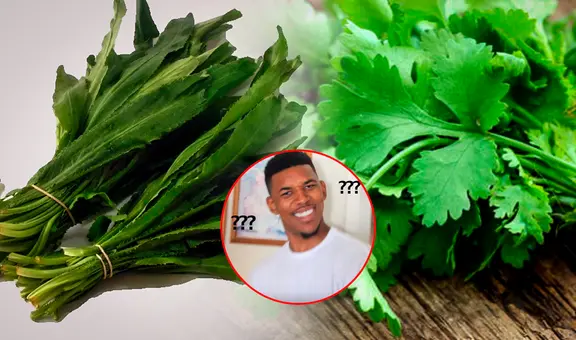 ¿En qué se diferencian el cilantro y el culantro, y cuál es la que suele ser confundida con el perejil?