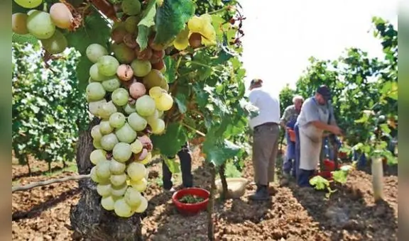 Proponen que destilados de Áncash y La Libertad sean reconocidos como pisco