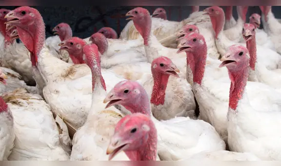 Lambayeque: 360 aves domésticas fueron sacrificadas por la gripe aviar