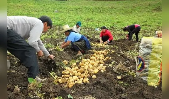 Proyectan que cosecha agraria caerá 23% en el primer semestre del 2023