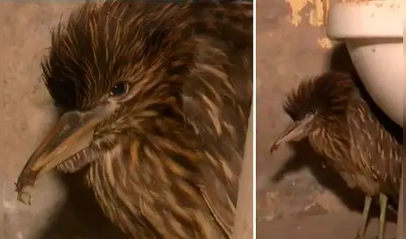 Ave silvestre viajó trepado en llanta de bus desde Paracas hasta Lima y piden apoyo a Serfor