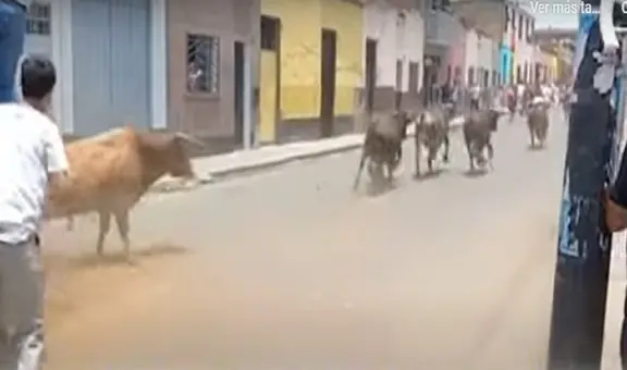Rímac: hombre es herido al recibir una cornada de toro en plena vía pública