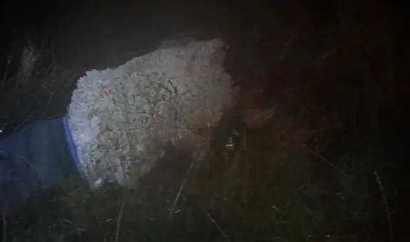 Disfrazado de oveja, reo intentó engañar a los guardias para escapar de la cárcel