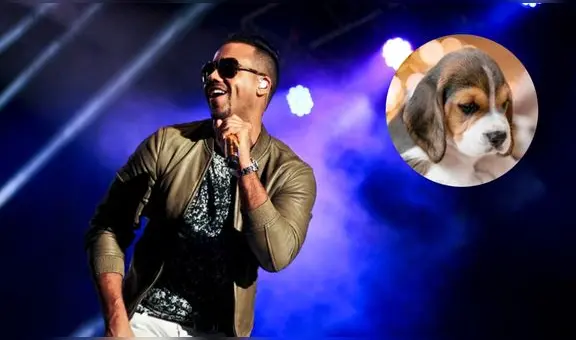 Refugio animal ofrece entradas para concierto de Romeo Santos por comida