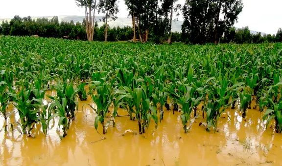 Agricultores recibirán hasta S/800 por cada hectárea afectada por los huaicos