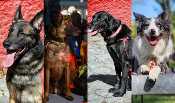 Conoce al valeroso equipo de perritos rescatistas que ayudarán tras terremoto en Turquía