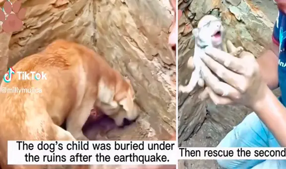 Terremoto en Turquía: perrita 'pide' a rescatistas que la ayuden a salvar a sus cachorros atrapados