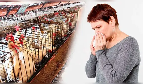 Junín: Minsa tiene en observación a 2 niños ante posible contagio de gripe aviar